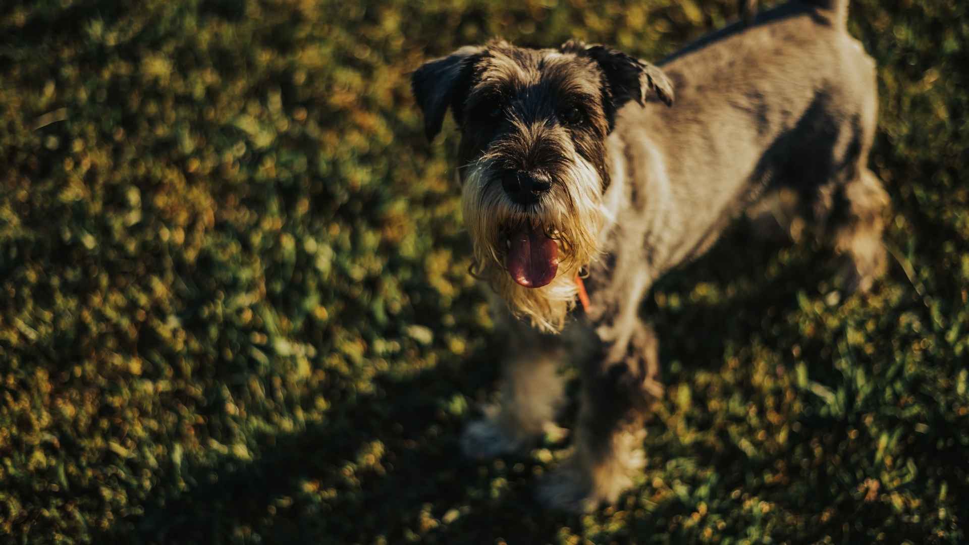 schnauzer grande